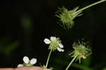 White avens